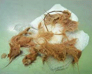 bolas_de_pelo