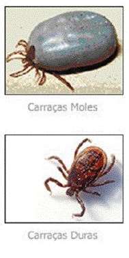 250x500carraas_imagem